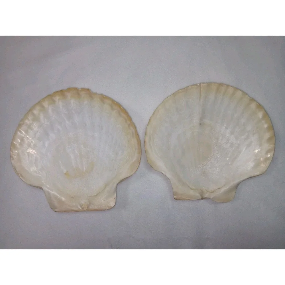 Original Jumbo XL Sea Scallop Shells Lot 2 About 6 Inches Trinkets Crafts Dish